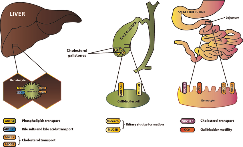 liver-gallbladder-stones