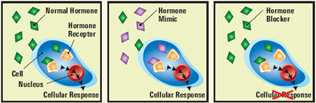 endocrine-disruptor-hormones