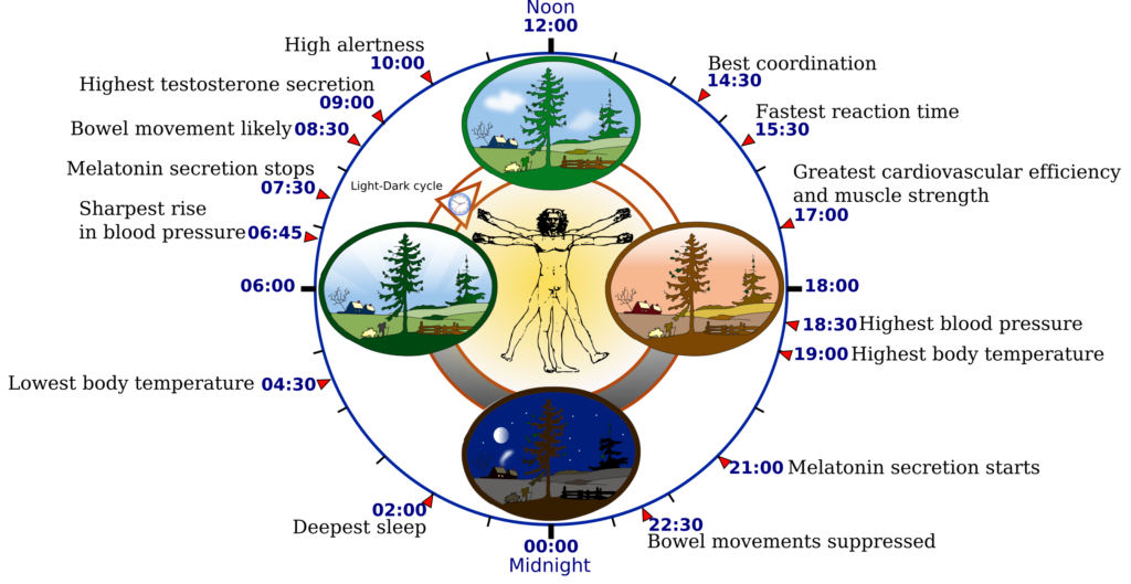 Biological_clock_human